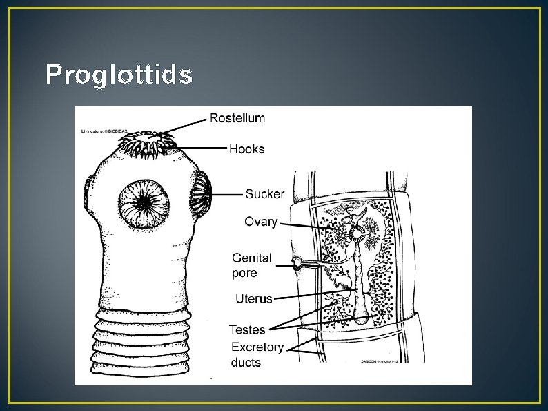 Proglottids 