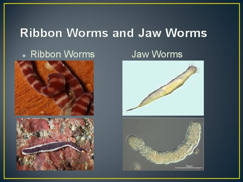 Ribbon Worms and Jaw Worms Ribbon Worms Jaw Worms 