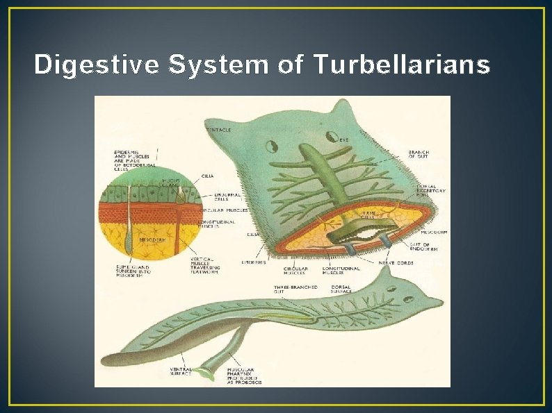 Digestive System of Turbellarians 