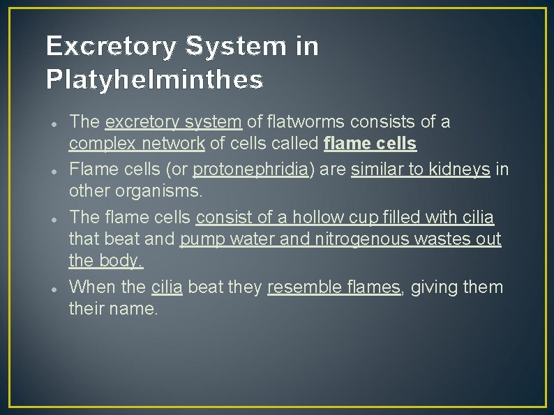 Excretory System in Platyhelminthes The excretory system of flatworms consists of a complex network