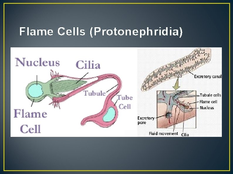 Flame Cells (Protonephridia) 