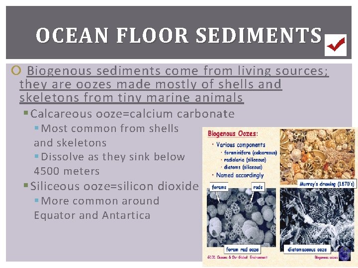 OCEAN FLOOR SEDIMENTS Biogenous sediments come from living sources; they are oozes made mostly