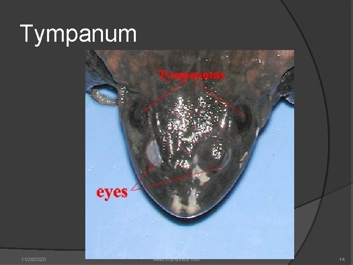 Tympanum 11/28/2020 Free Power. Point Template from www. brainybetty. com 14 Tympanum 11/28/2020 Free Power. Point Template from www. brainybetty. com 14