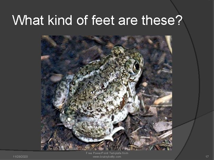 What kind of feet are these? 11/28/2020 Free Power. Point Template from www. brainybetty. What kind of feet are these? 11/28/2020 Free Power. Point Template from www. brainybetty.