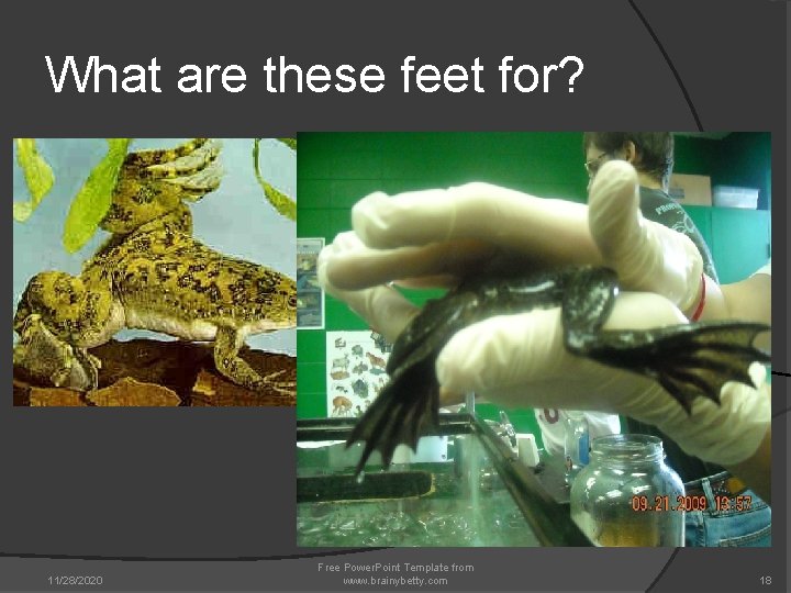 What are these feet for? 11/28/2020 Free Power. Point Template from www. brainybetty. com What are these feet for? 11/28/2020 Free Power. Point Template from www. brainybetty. com