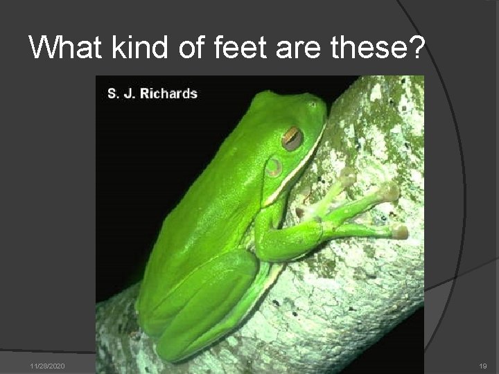 What kind of feet are these? 11/28/2020 Free Power. Point Template from www. brainybetty. What kind of feet are these? 11/28/2020 Free Power. Point Template from www. brainybetty.
