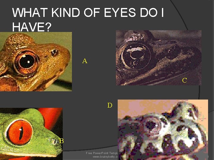 WHAT KIND OF EYES DO I HAVE? A C D B 11/28/2020 Free Power. WHAT KIND OF EYES DO I HAVE? A C D B 11/28/2020 Free Power.