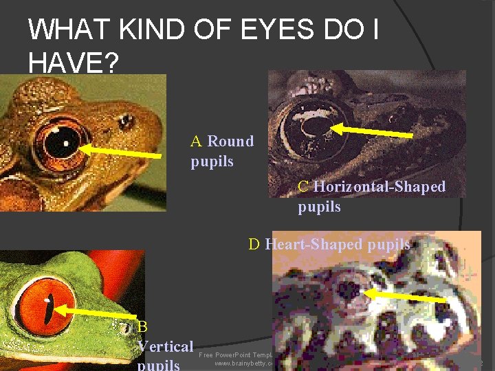 WHAT KIND OF EYES DO I HAVE? A Round pupils C Horizontal-Shaped pupils D WHAT KIND OF EYES DO I HAVE? A Round pupils C Horizontal-Shaped pupils D