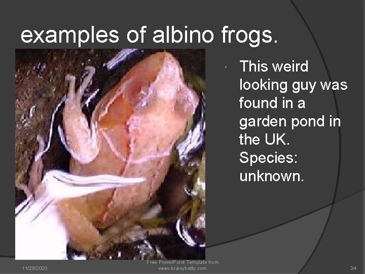 examples of albino frogs. 11/28/2020 Free Power. Point Template from www. brainybetty. com This examples of albino frogs. 11/28/2020 Free Power. Point Template from www. brainybetty. com This