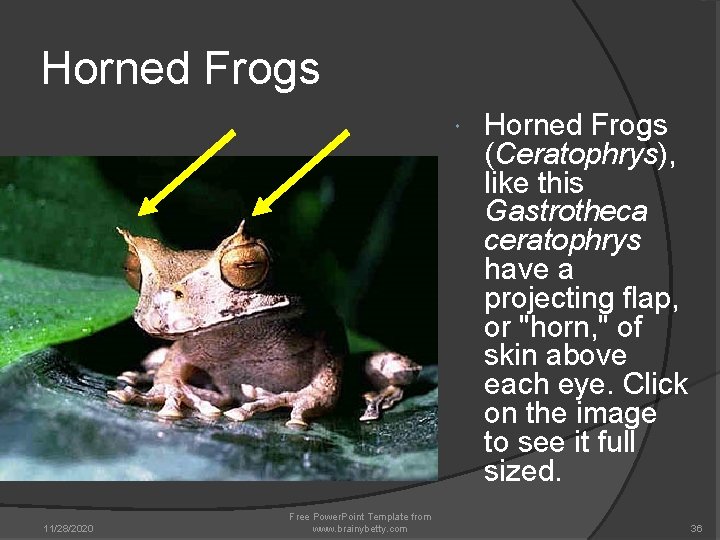 Horned Frogs 11/28/2020 Free Power. Point Template from www. brainybetty. com Horned Frogs (Ceratophrys), Horned Frogs 11/28/2020 Free Power. Point Template from www. brainybetty. com Horned Frogs (Ceratophrys),