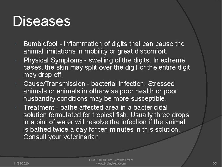Diseases Bumblefoot - inflammation of digits that can cause the animal limitations in mobility Diseases Bumblefoot - inflammation of digits that can cause the animal limitations in mobility