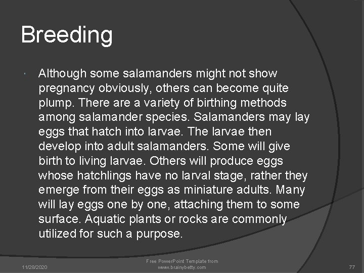 Breeding Although some salamanders might not show pregnancy obviously, others can become quite plump. Breeding Although some salamanders might not show pregnancy obviously, others can become quite plump.