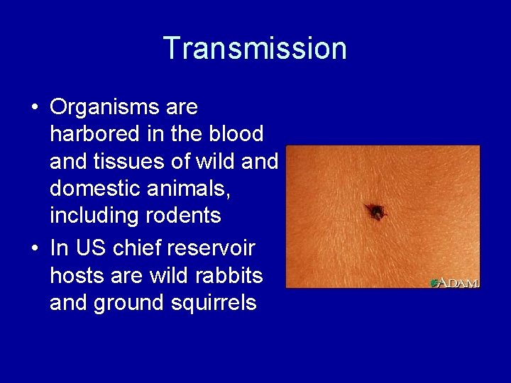 Transmission • Organisms are harbored in the blood and tissues of wild and domestic Transmission • Organisms are harbored in the blood and tissues of wild and domestic