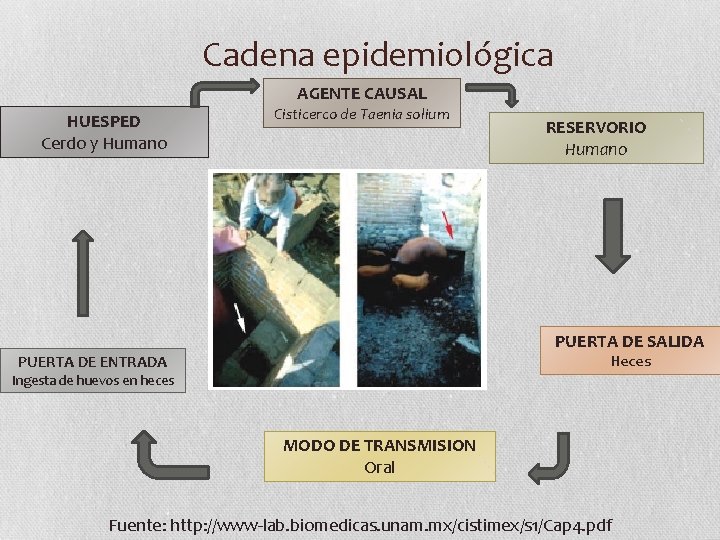 Cadena epidemiológica AGENTE CAUSAL HUESPED Cerdo y Humano Cisticerco de Taenia solium RESERVORIO Humano