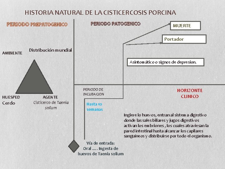 HISTORIA NATURAL DE LA CISTICERCOSIS PORCINA PERIODO PREPATOGENICO PERIODO PATOGENICO MUERTE Portador AMBIENTE Distribución