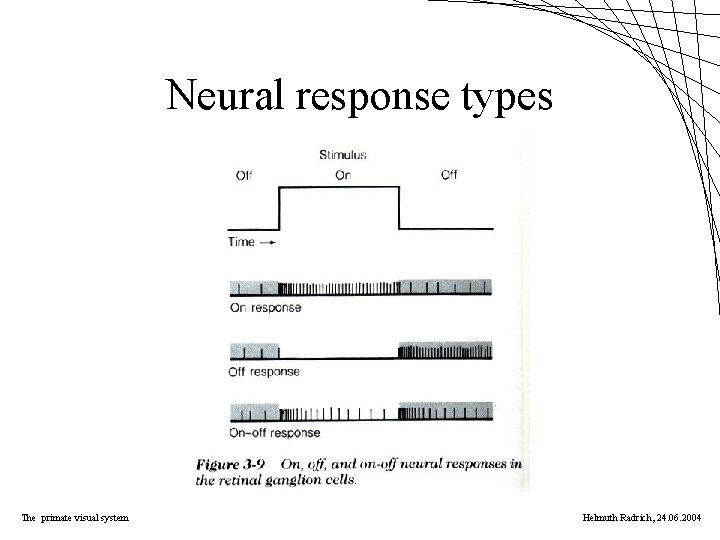 Neural response types The primate visual system Helmuth Radrich, 24. 06. 2004 