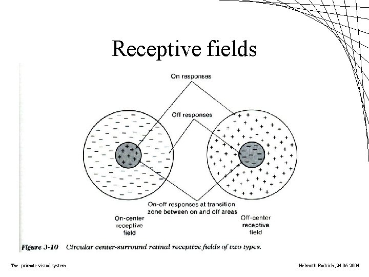 Receptive fields The primate visual system Helmuth Radrich, 24. 06. 2004 