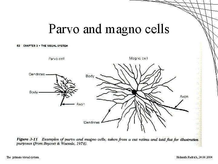 Parvo and magno cells The primate visual system Helmuth Radrich, 24. 06. 2004 