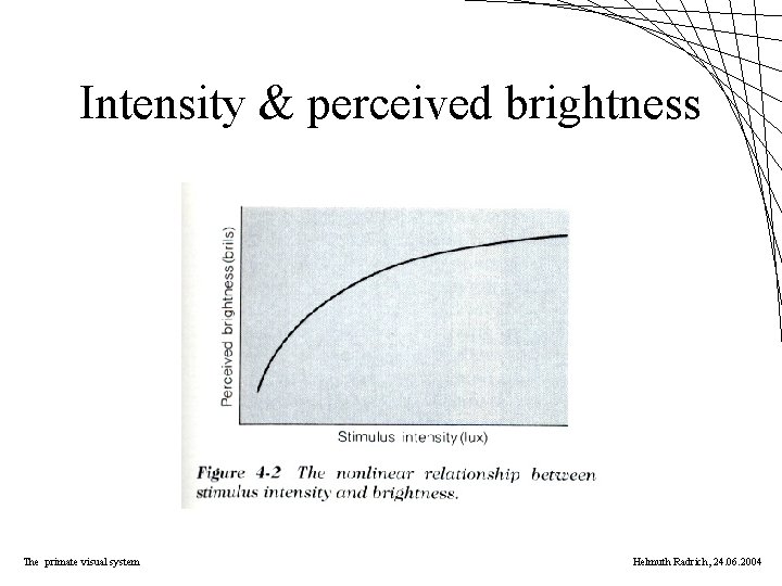 Intensity & perceived brightness The primate visual system Helmuth Radrich, 24. 06. 2004 
