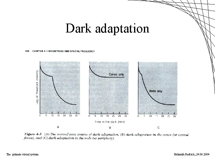 Dark adaptation The primate visual system Helmuth Radrich, 24. 06. 2004 