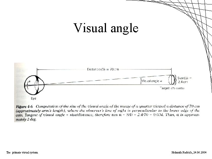 Visual angle The primate visual system Helmuth Radrich, 24. 06. 2004 