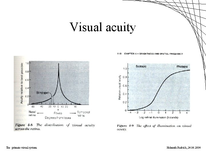 Visual acuity The primate visual system Helmuth Radrich, 24. 06. 2004 