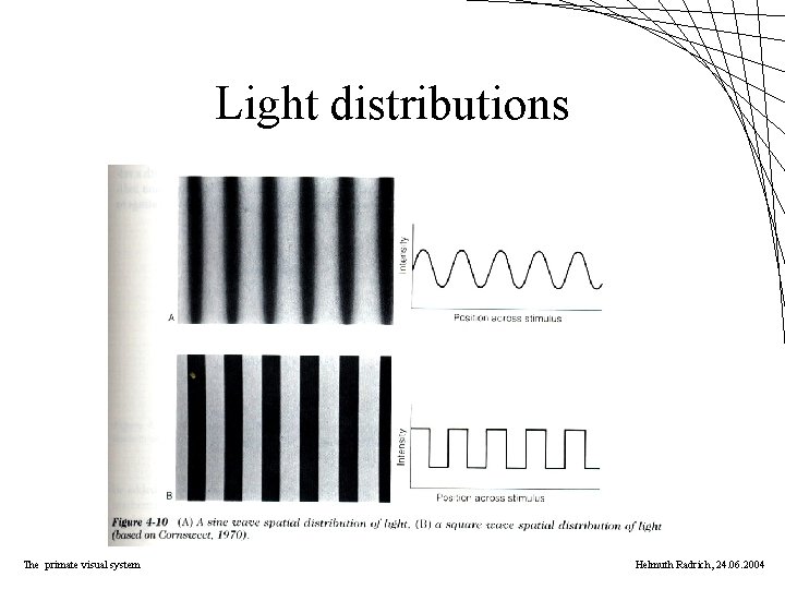 Light distributions The primate visual system Helmuth Radrich, 24. 06. 2004 