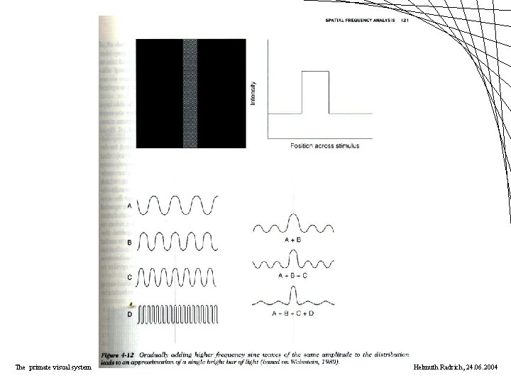 The primate visual system Helmuth Radrich, 24. 06. 2004 