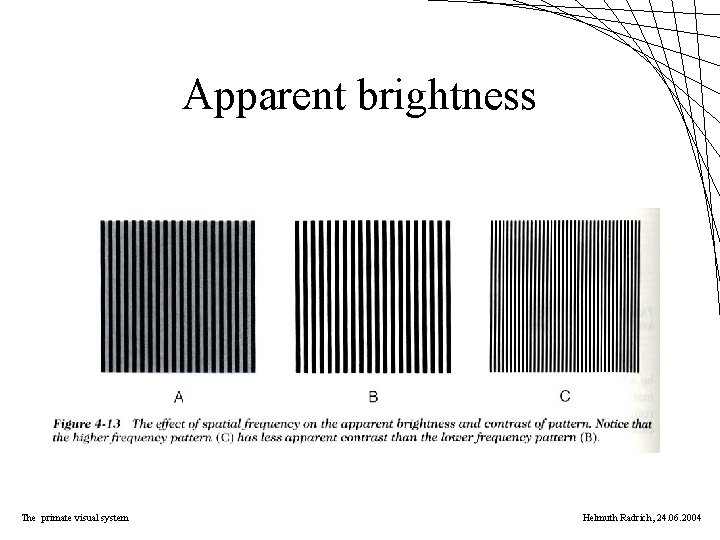 Apparent brightness The primate visual system Helmuth Radrich, 24. 06. 2004 