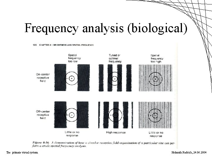 Frequency analysis (biological) The primate visual system Helmuth Radrich, 24. 06. 2004 