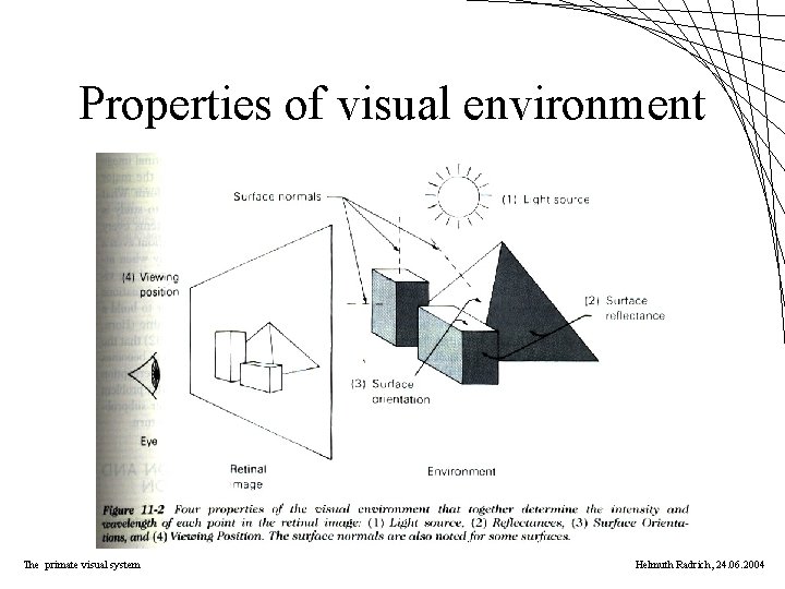 Properties of visual environment The primate visual system Helmuth Radrich, 24. 06. 2004 