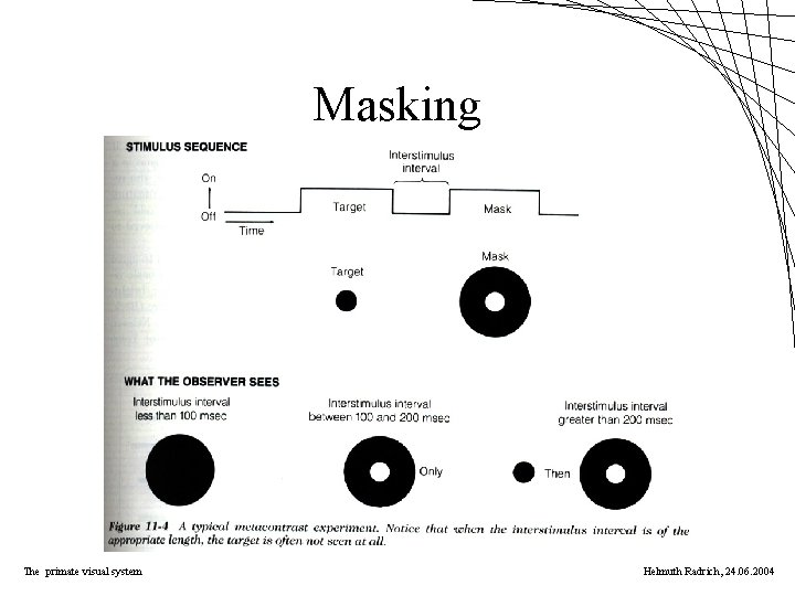 Masking The primate visual system Helmuth Radrich, 24. 06. 2004 