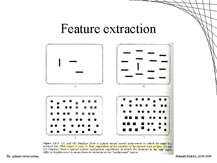 Feature extraction The primate visual system Helmuth Radrich, 24. 06. 2004 