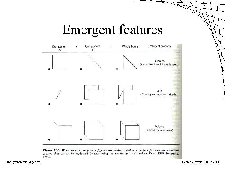 Emergent features The primate visual system Helmuth Radrich, 24. 06. 2004 