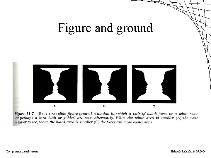 Figure and ground The primate visual system Helmuth Radrich, 24. 06. 2004 