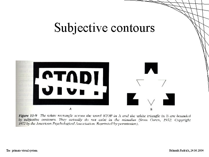 Subjective contours The primate visual system Helmuth Radrich, 24. 06. 2004 