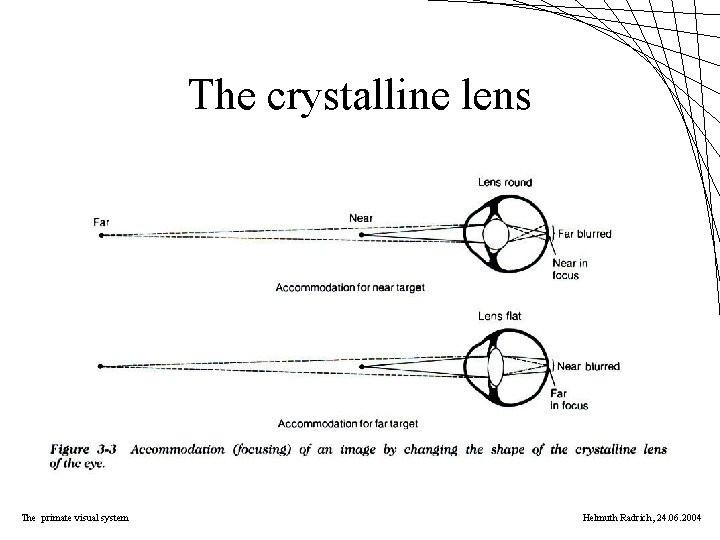 The crystalline lens The primate visual system Helmuth Radrich, 24. 06. 2004 