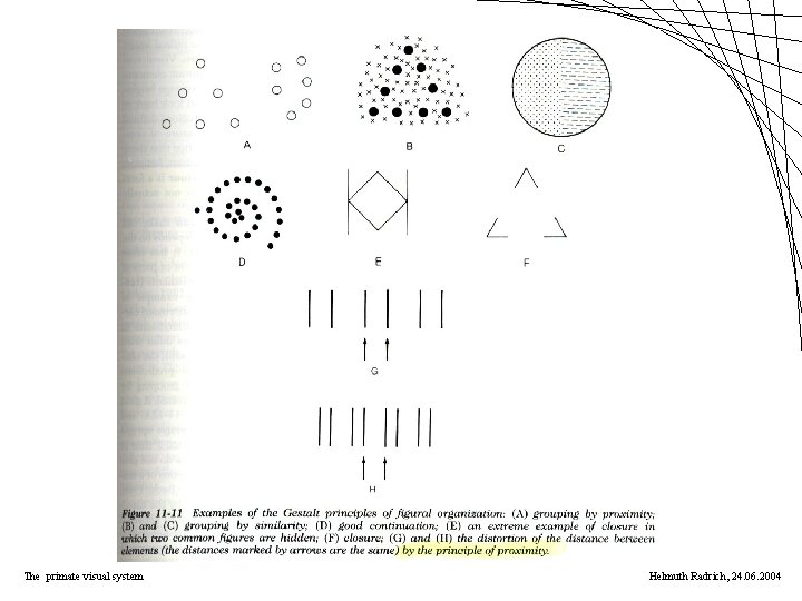 The primate visual system Helmuth Radrich, 24. 06. 2004 