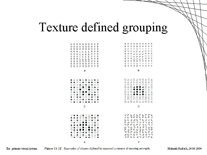 Texture defined grouping The primate visual system Helmuth Radrich, 24. 06. 2004 