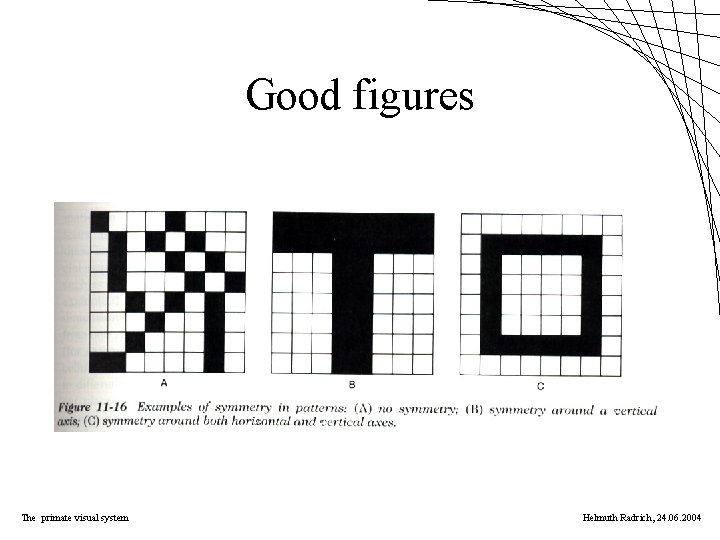 Good figures The primate visual system Helmuth Radrich, 24. 06. 2004 