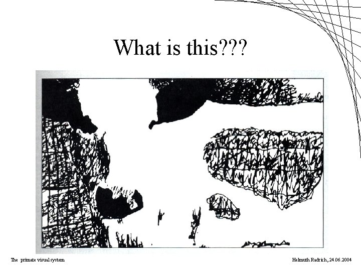 What is this? ? ? The primate visual system Helmuth Radrich, 24. 06. 2004