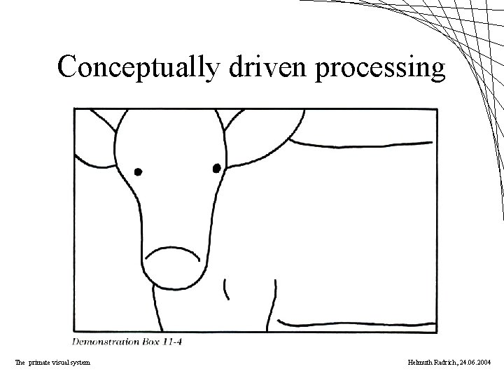 Conceptually driven processing The primate visual system Helmuth Radrich, 24. 06. 2004 