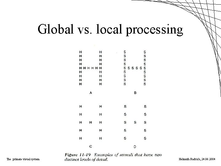 Global vs. local processing The primate visual system Helmuth Radrich, 24. 06. 2004 