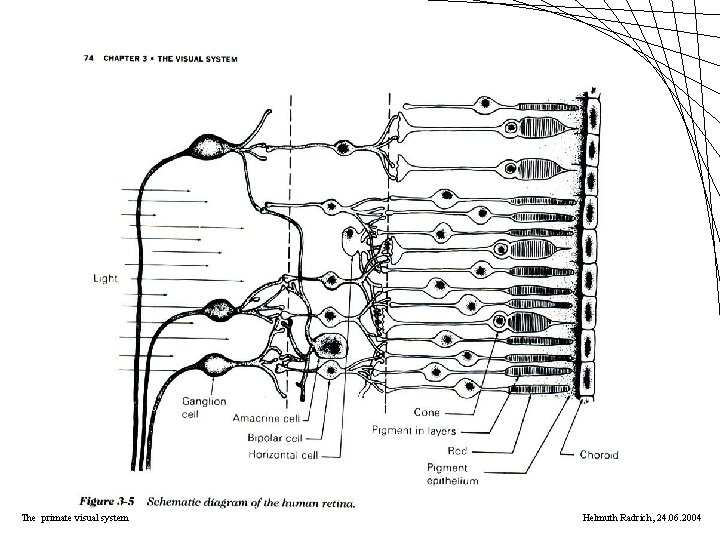 The primate visual system Helmuth Radrich, 24. 06. 2004 