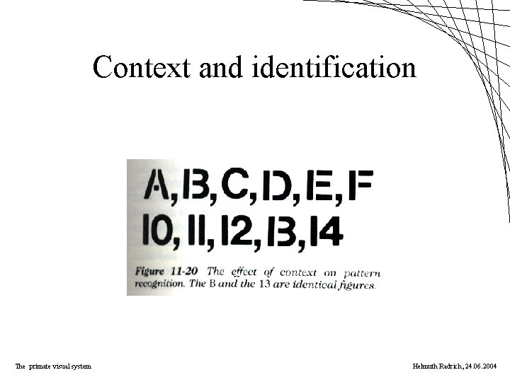 Context and identification The primate visual system Helmuth Radrich, 24. 06. 2004 