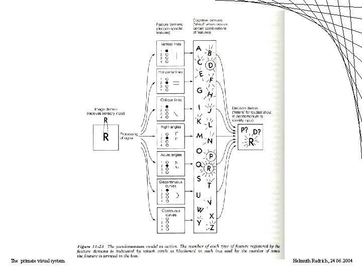 The primate visual system Helmuth Radrich, 24. 06. 2004 