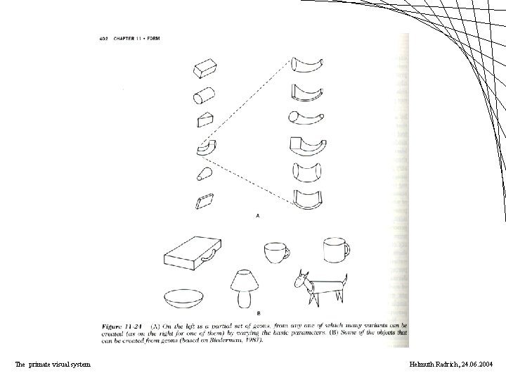 The primate visual system Helmuth Radrich, 24. 06. 2004 