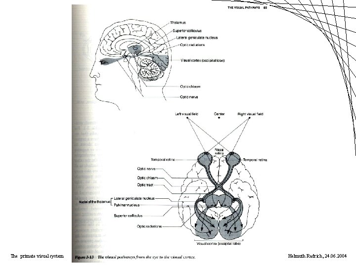 The primate visual system Helmuth Radrich, 24. 06. 2004 