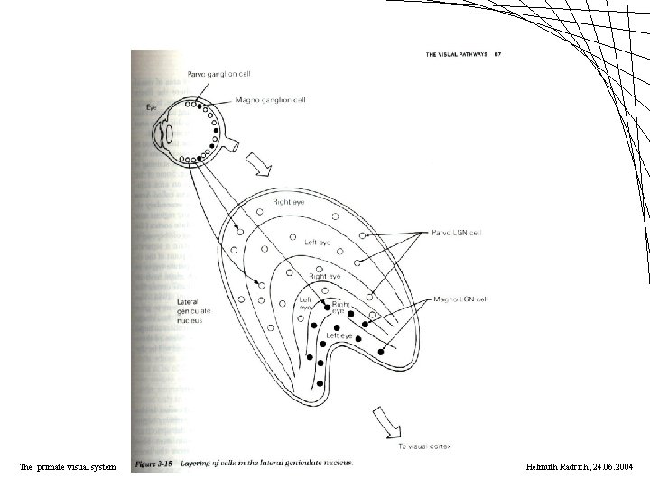 The primate visual system Helmuth Radrich, 24. 06. 2004 