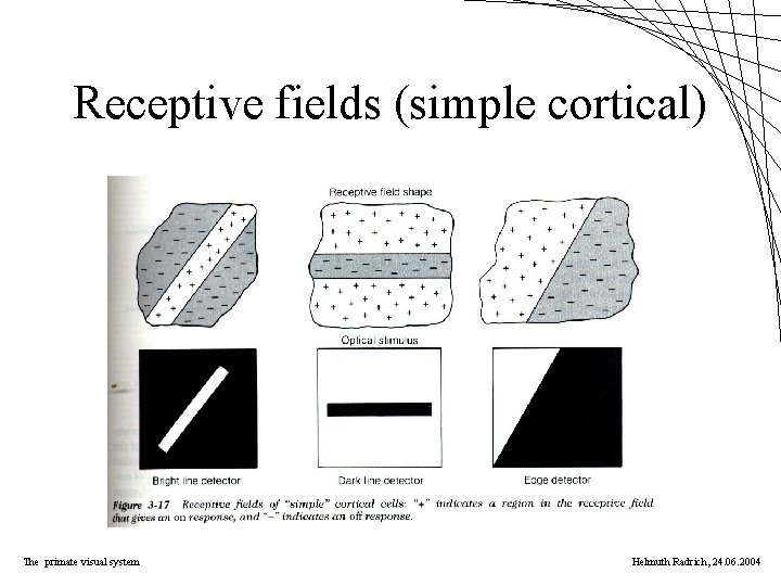 Receptive fields (simple cortical) The primate visual system Helmuth Radrich, 24. 06. 2004 